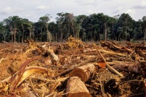 Deforestation in the Chittagong Hill Tracts: Causes and Consequences