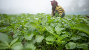 Organic Farming and Its Potential in Bangladesh