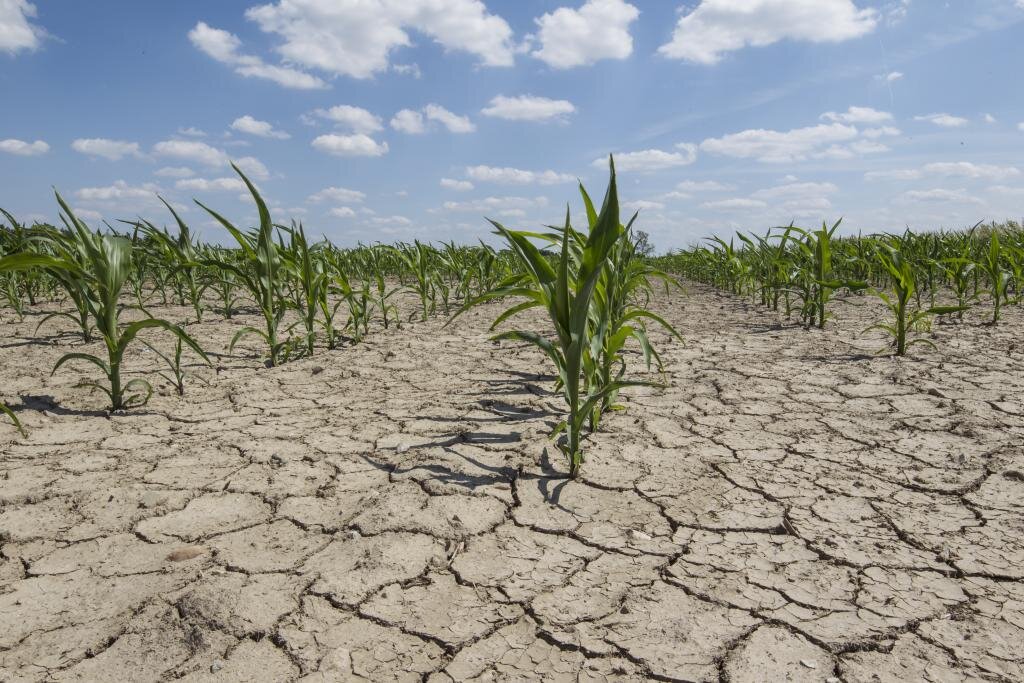 Soil Degradation and Food Security: An Environmental Concern