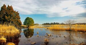 The Importance of Wetlands and Their Conservation